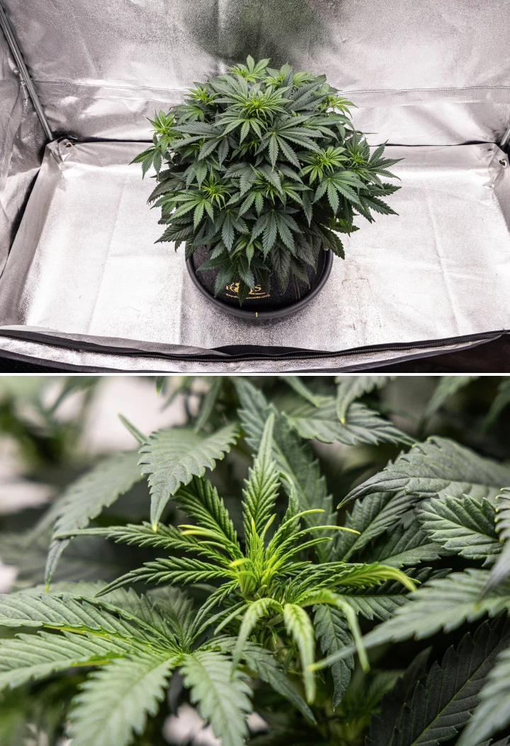Granddaddy Purple Auto 5. tydzień: początek kwitnienia Roślina konopi Granddaddy Purple Auto w 5. tygodniu, pokazująca początek kwitnienia, gęste ciemnozielone ulistnienie, rozwijające się miejsca kwiatowe i nowy wzrost kwiatów wzdłuż gałęzi.