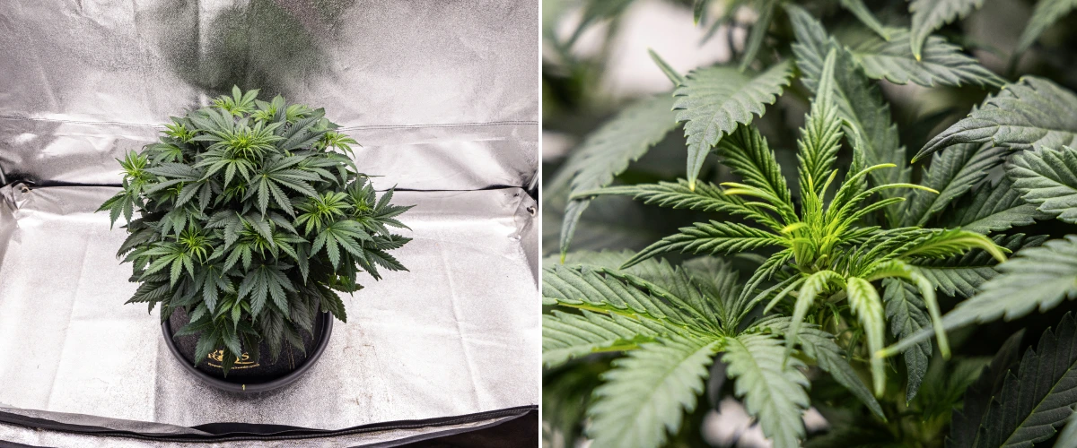 Granddaddy Purple Auto 5. tydzień: początek kwitnienia Roślina konopi Granddaddy Purple Auto w 5. tygodniu, pokazująca początek kwitnienia, gęste ciemnozielone ulistnienie, rozwijające się miejsca kwiatowe i nowy wzrost kwiatów wzdłuż gałęzi.