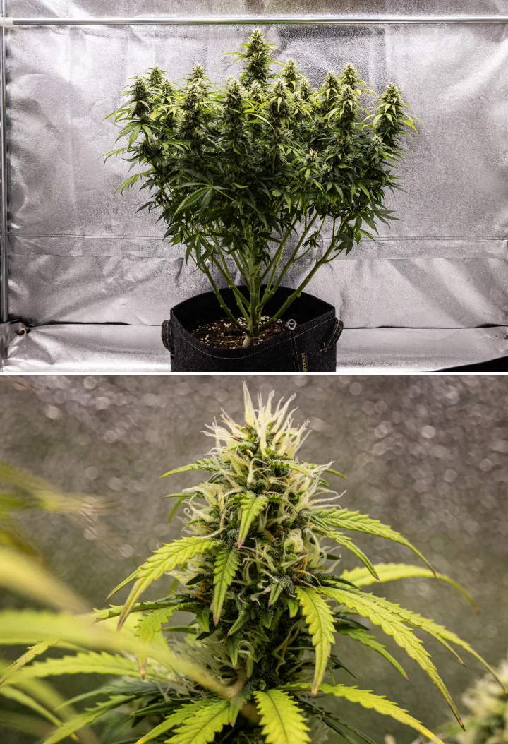Granddaddy Purple Auto 9. tydzień: pąki bogate w trichomy Roślina konopi Granddaddy Purple Auto w 9. tygodniu, pokazująca zwarte pąki bogate w trichomy, gałęzie kwiatowe przypominające bukiet, jaśniejsze zielone liście i błyszczące szczyty zbliżające się do dojrzałości.