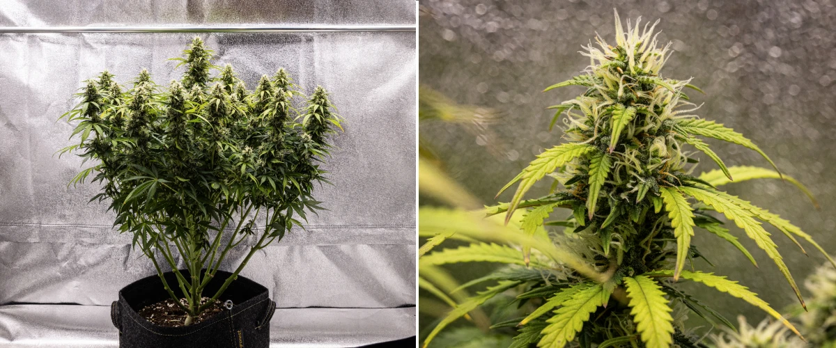 Granddaddy Purple Auto 9. tydzień: pąki bogate w trichomy Roślina konopi Granddaddy Purple Auto w 9. tygodniu, pokazująca zwarte pąki bogate w trichomy, gałęzie kwiatowe przypominające bukiet, jaśniejsze zielone liście i błyszczące szczyty zbliżające się do dojrzałości.
