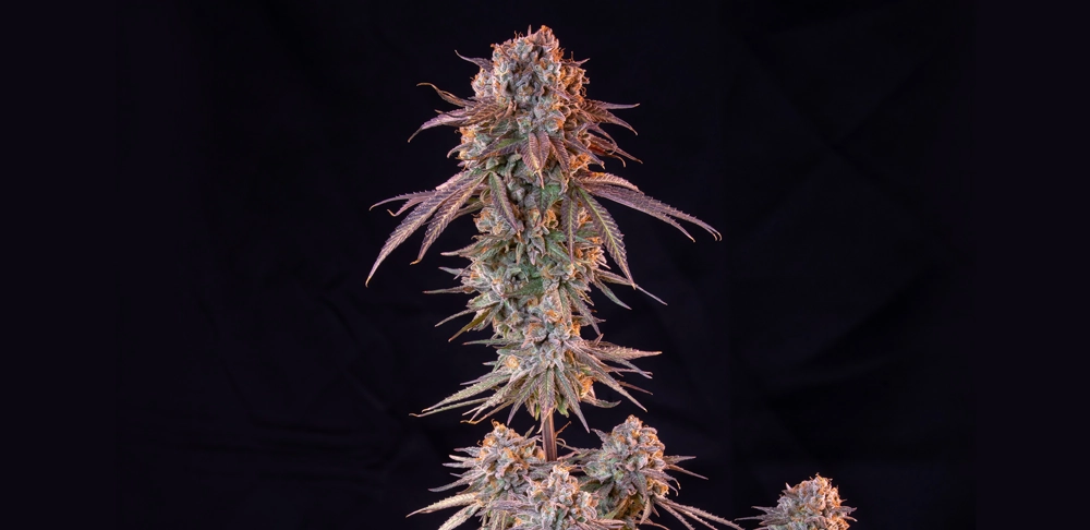 Green Crack Punch Green Crack Punch