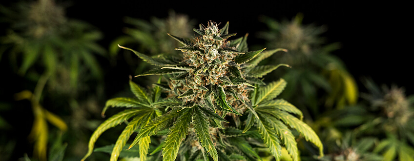 Co to są automatyczne nasiona marihuany?