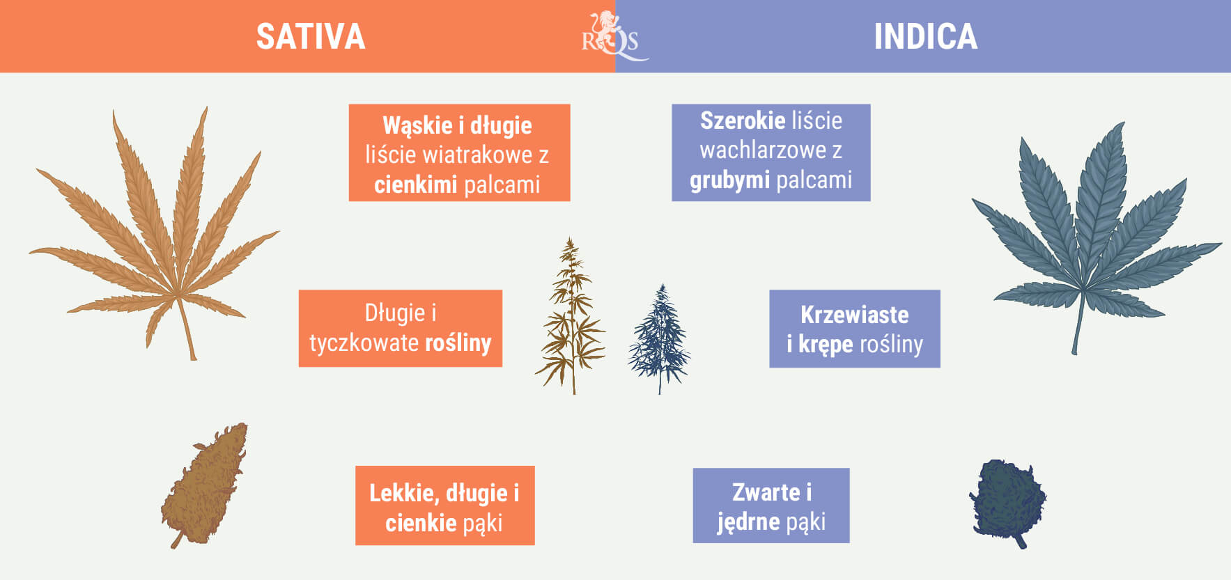 ODRÓŻNIANIE ODMIAN INDICA OD ODMIAN SATIVA