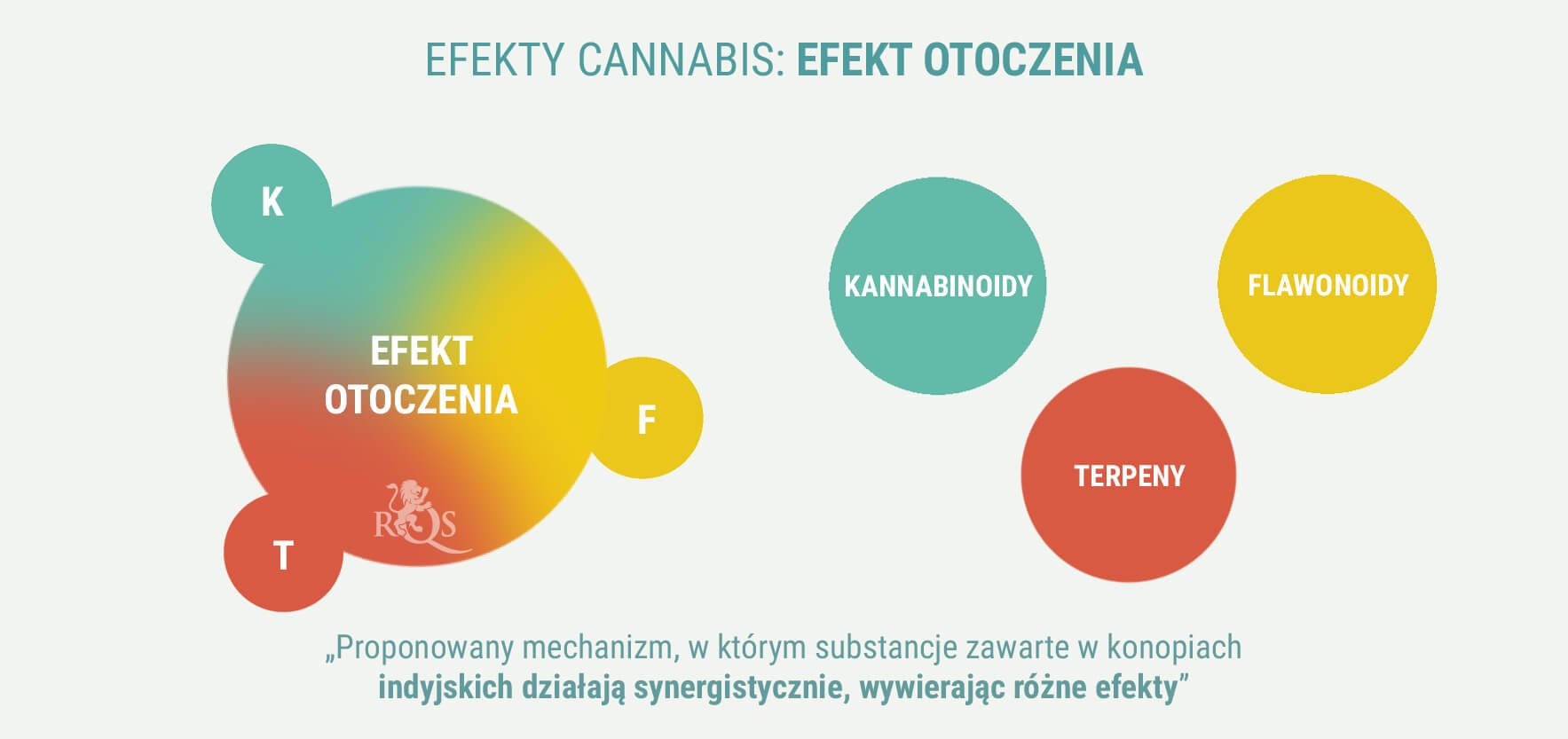 CZY INDICA I SATIVA MAJĄ RÓŻNE DZIAŁANIE?