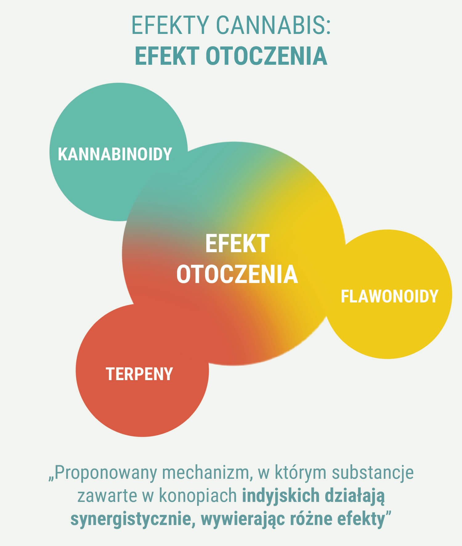 CZY INDICA I SATIVA MAJĄ RÓŻNE DZIAŁANIE?