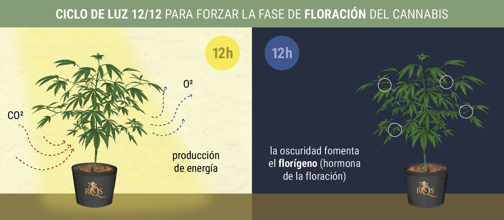 ¿Cuándo comienza la fase de floración fotoperiódica?