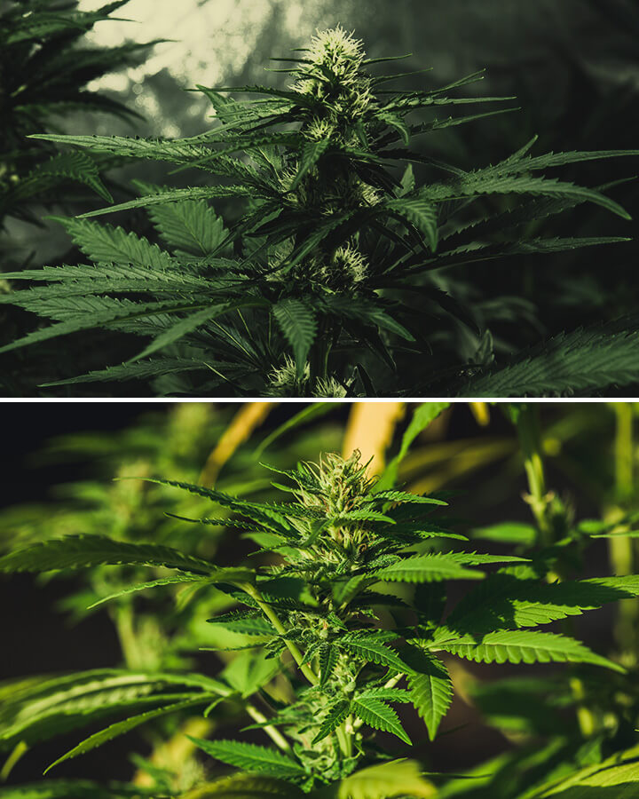 Growing Indoors vs Outdoors Cannabis Plants Growing Indoors vs Outdoors Cannabis Plants