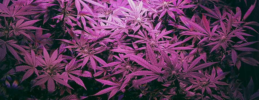 Cannabis 420 Moby Królewskie nasiona Rqs marihuany