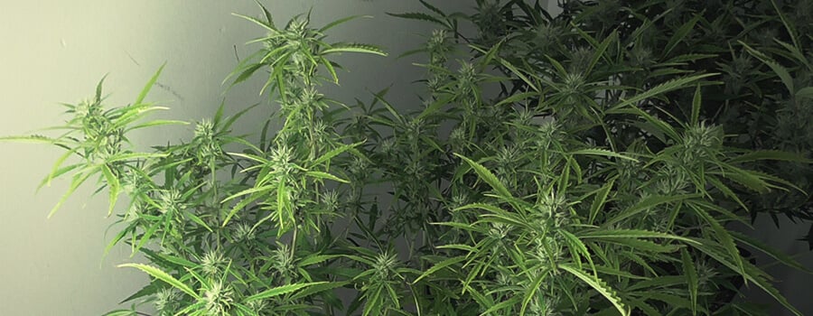 Royal Cookies Automatic Dzień 56 Po Kiełkowaniu