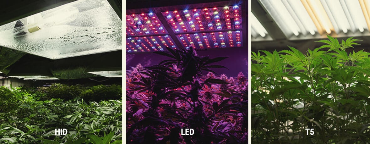 Jak zapewnić światło UV roślinom cannabis uprawianym indoor Jak zapewnić światło UV roślinom cannabis uprawianym indoor