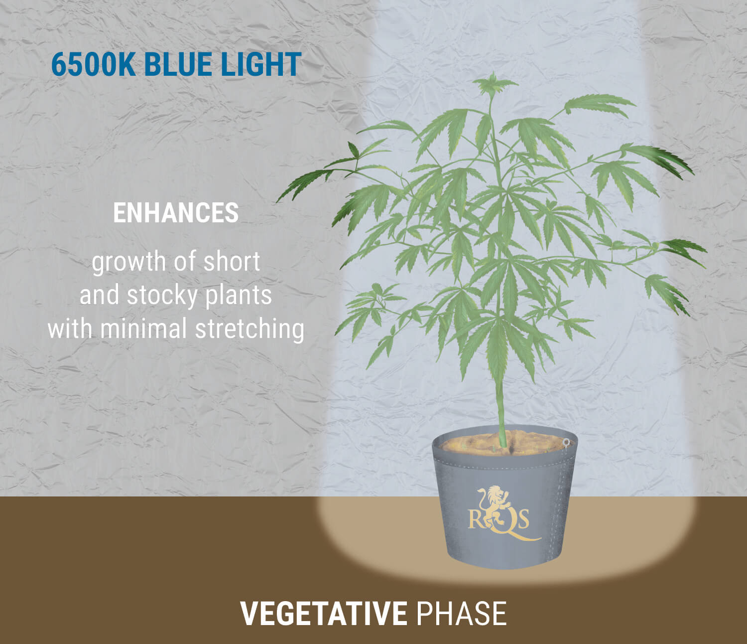 6500K blue light during veg 6500K blue light during veg
