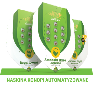 nasiona-konopy-automatyzowane