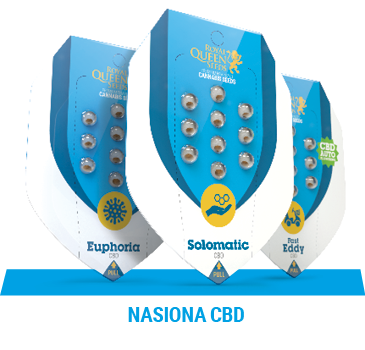 nasiona-konopy-cbd