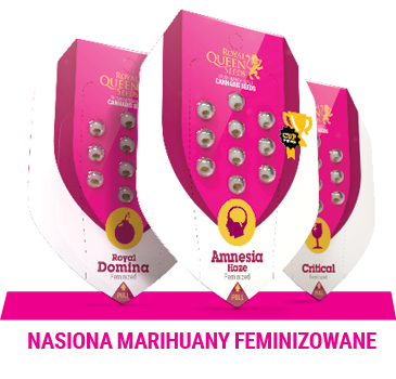 nasiona-marihuany-feminizowane