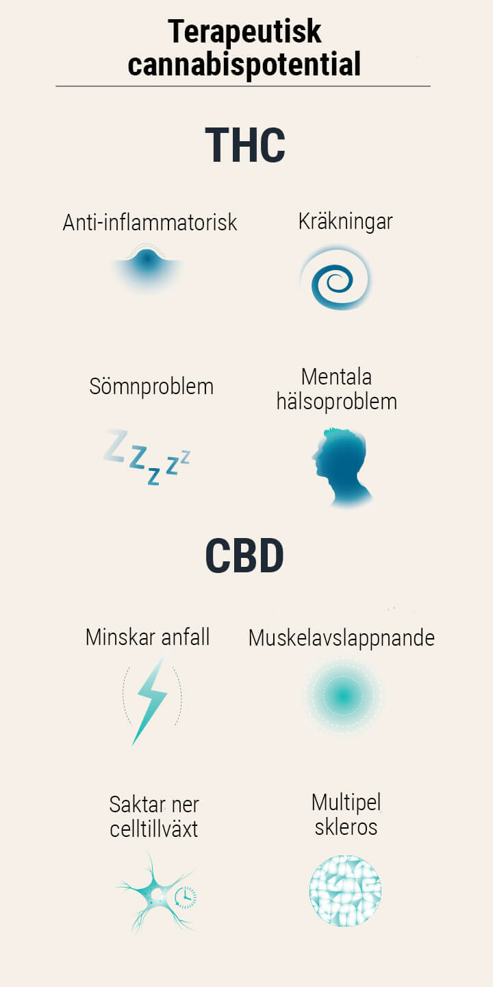 Nasiona konopi medycznych RQS Nasiona konopi medycznych RQS