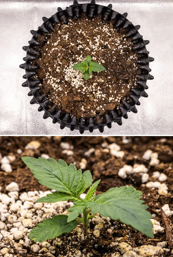 Roślina konopi NYC Sour Diesel Auto w 1. tygodniu wzrostu wegetatywnego, z kompaktowymi, zdrowymi liśćmi, wczesnym rozgałęzianiem i powolnym, ale stabilnym rozwojem pod światłem LED