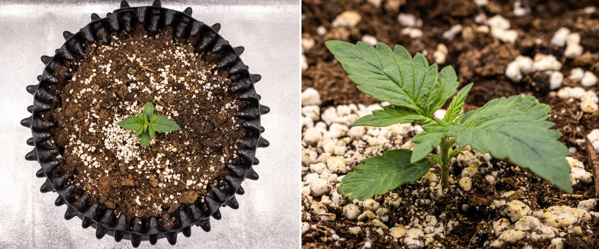 Roślina konopi NYC Sour Diesel Auto w 1. tygodniu wzrostu wegetatywnego, z kompaktowymi, zdrowymi liśćmi, wczesnym rozgałęzianiem i powolnym, ale stabilnym rozwojem pod światłem LED