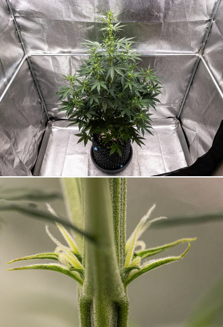 Planta de canábis NYC Sour Diesel Auto na semana 4 de floração, atingindo cerca de 97 cm, com alongamento agressivo, estrutura alta e aberta, maior espaçamento na parte superior e primeiros locais de flores sob luz LED