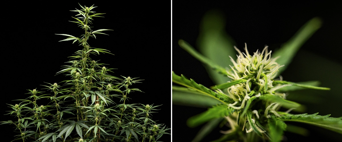 Roślina konopi NYC Sour Diesel Auto w 5. tygodniu kwitnienia, osiągająca około 120 cm, z dalszym wyciąganiem, rozwijającymi się miejscami tworzenia kwiatów w całej koronie i stałym formowaniem kwiatów poza namiotem uprawowym