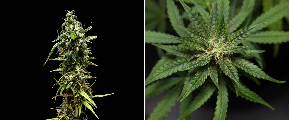 Roślina konopi NYC Sour Diesel Auto w 8. tygodniu kwitnienia z mlecznymi trichomami, kompaktowymi aromatycznymi kwiatami, intensywną produkcją żywicy i nieco mniej dojrzałą górną colą tuż przed zbiorem