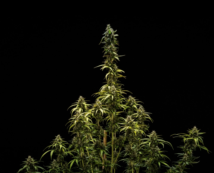 Końcowe wyniki NYC Sour Diesel Auto