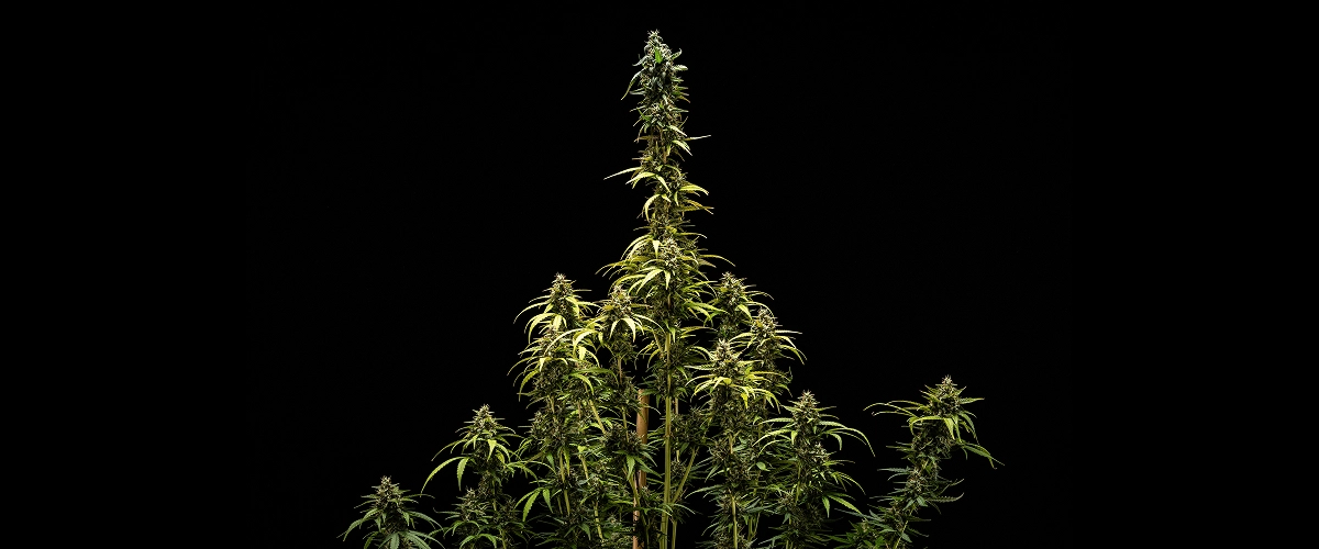 Końcowe wyniki NYC Sour Diesel Auto