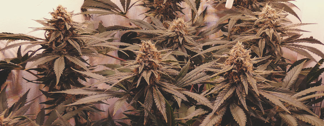 Purple Queen Purple Queen