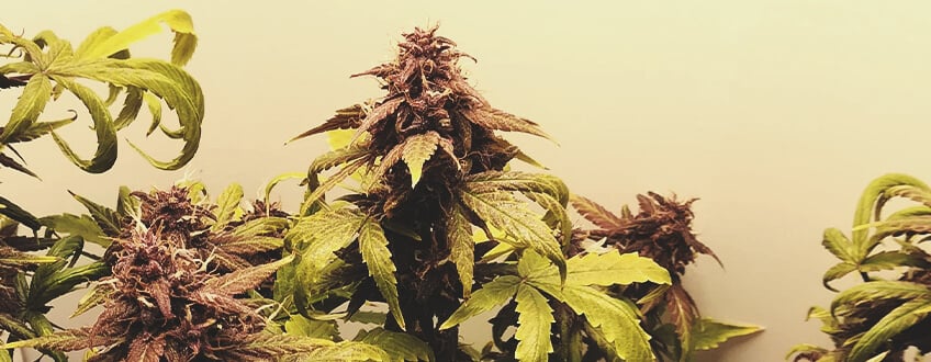 Purplematic CBD