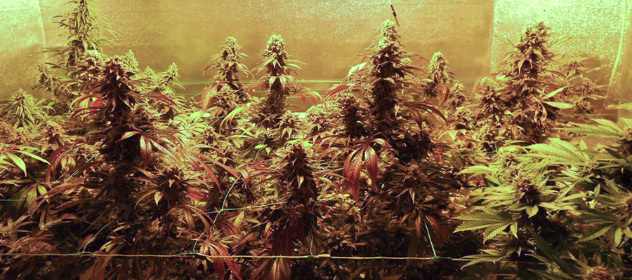 Cannabis 420 Moby Królewskie nasiona Rqs marihuany Cannabis 420 Moby Królewskie nasiona Rqs marihuany