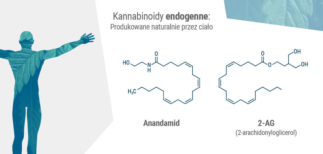 Dwa podstawowe endokannabinoidy w organizmie człowieka to anandamid i 2-AG