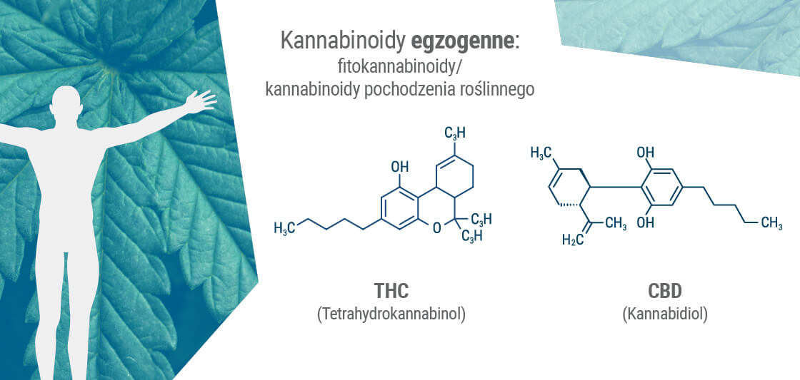 Fitokannabinoidy często mają podobną strukturę molekularną do naszych własnych endokannabinoidów