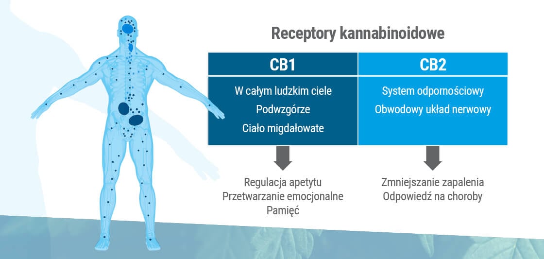 Dwa podstawowe endokannabinoidy w organizmie człowieka to anandamid i 2-AG.