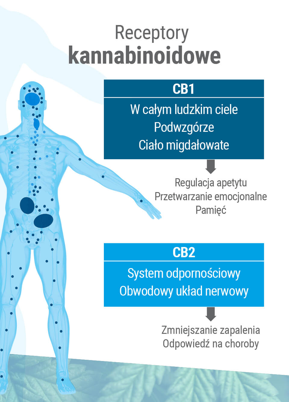 Co to jest układ endokannabinoidowy i jak działa Co to jest układ endokannabinoidowy i jak działa