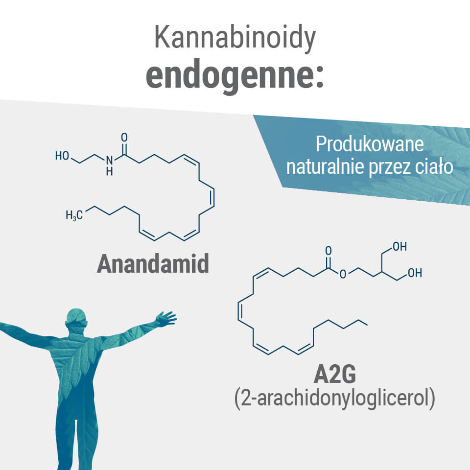 Dwa podstawowe endokannabinoidy w organizmie człowieka to anandamid i 2-AG