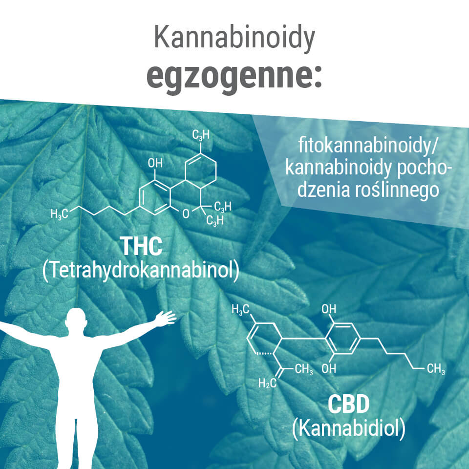 Fitokannabinoidy często mają podobną strukturę molekularną do naszych własnych endokannabinoidów