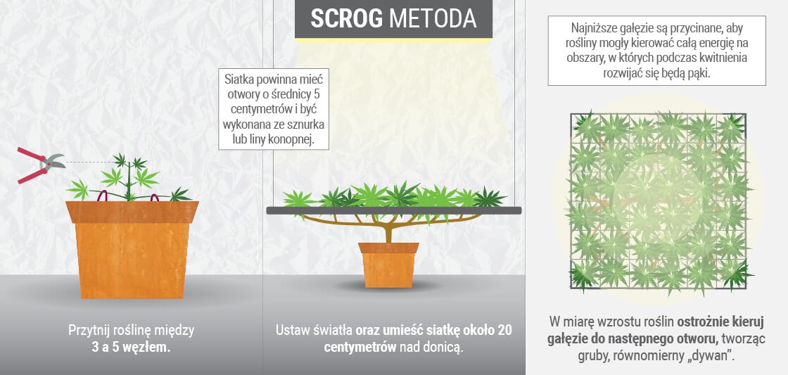 Uprawa konopi z SCROG (ekran zielony) metoda