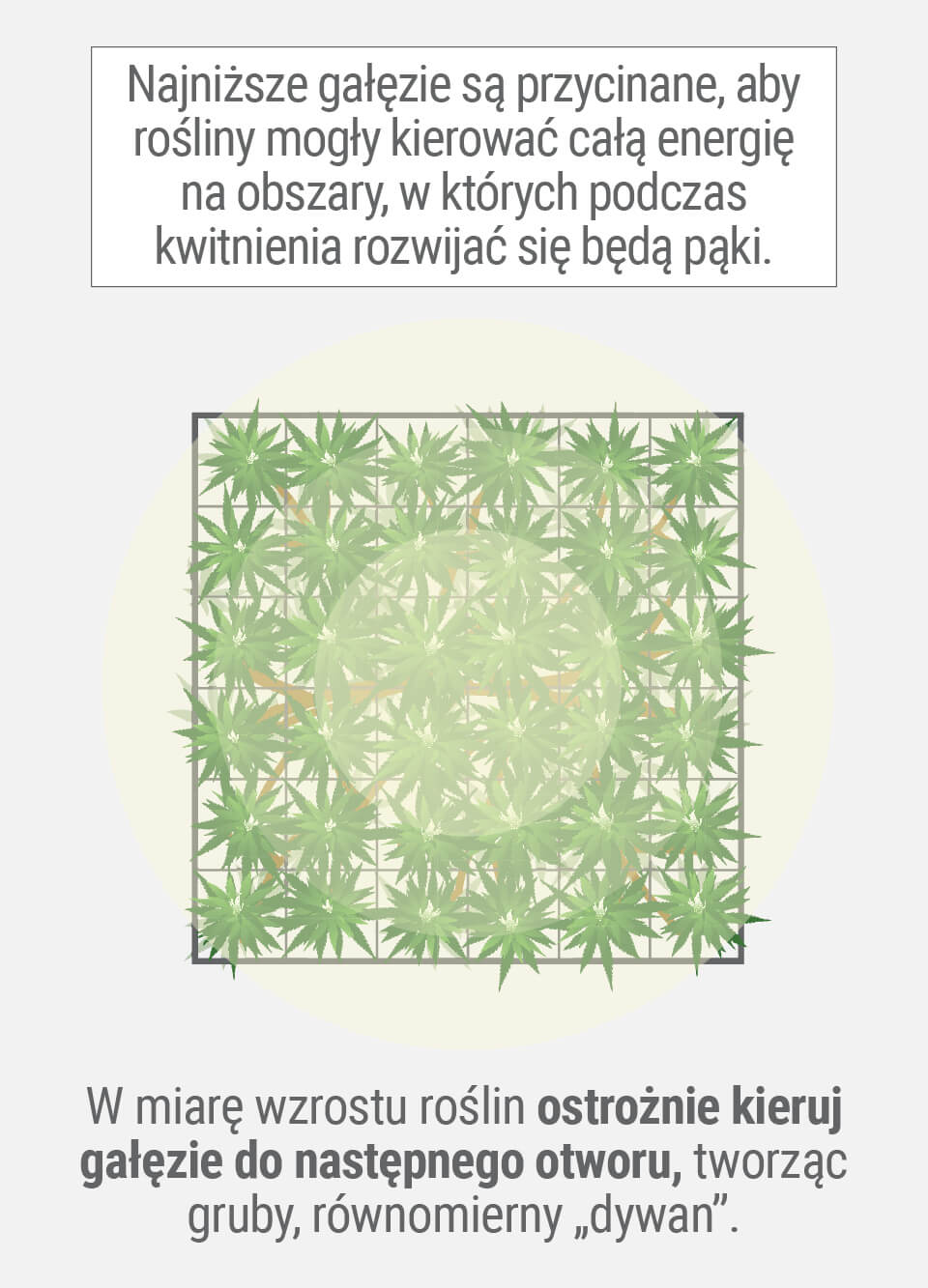 Uprawa konopi z SCROG (ekran zielony) metoda 3