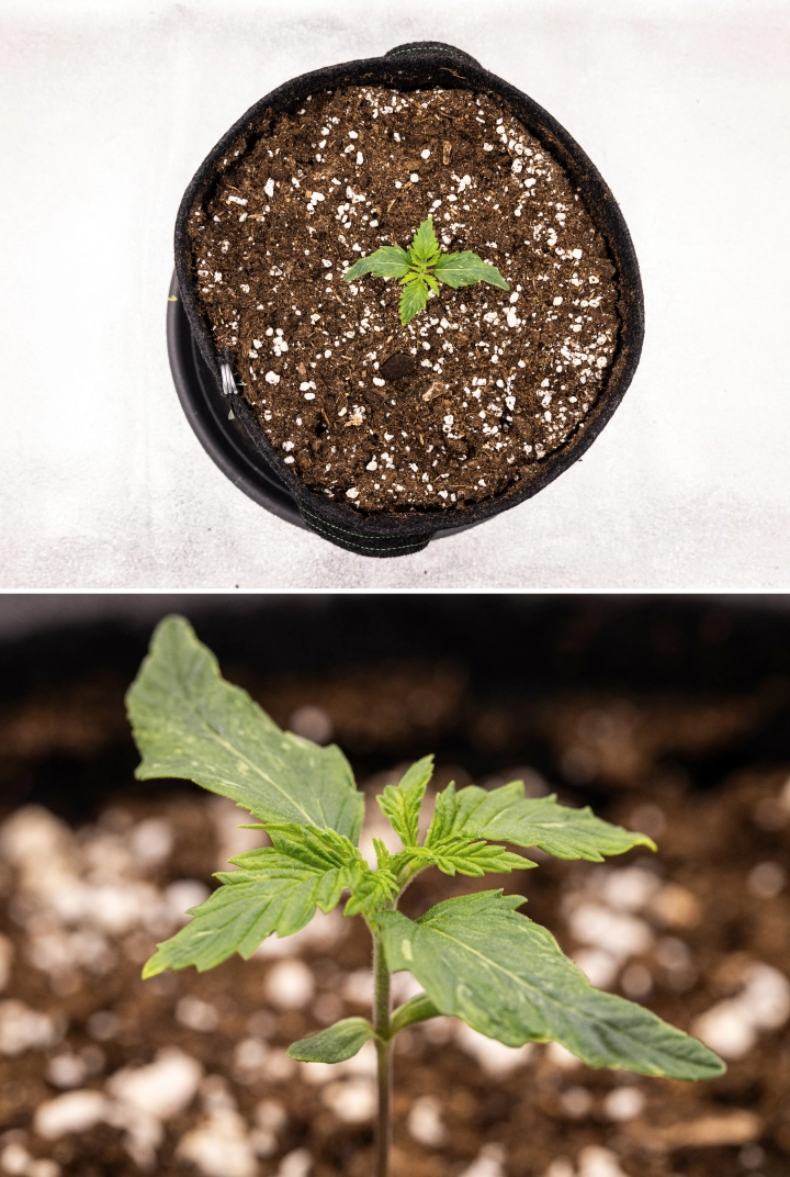 Grow report Royal Creamatic: tydzień 1, wzrost siewki Siewka konopi Royal Creamatic w 1. tygodniu, pokazująca wczesny wzrost, zielone liście, lekką deformację liści i podłoże bogate w perlit.