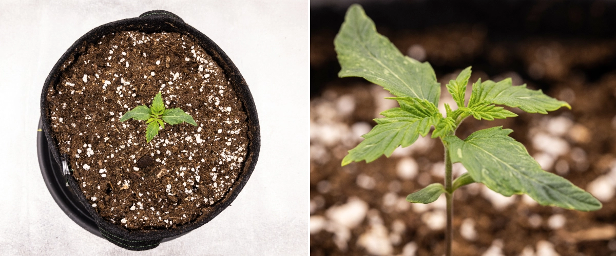 Grow report Royal Creamatic: tydzień 1, wzrost siewki Siewka konopi Royal Creamatic w 1. tygodniu, pokazująca wczesny wzrost, zielone liście, lekką deformację liści i podłoże bogate w perlit.