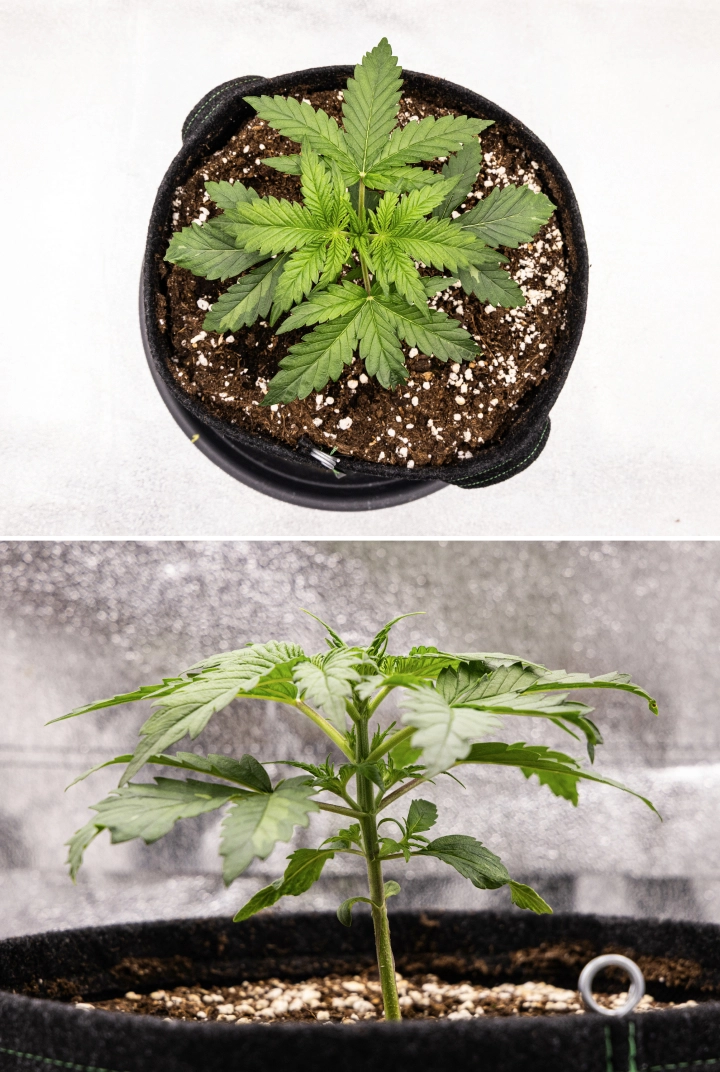 Grow report Royal Creamatic: tydzień 2, wzrost wegetatywny Roślina konopi Royal Creamatic w 2. tygodniu, pokazująca kompaktowy wzrost wegetatywny, zdrowe zielone liście, krótkie międzywęźla i podłoże bogate w perlit.