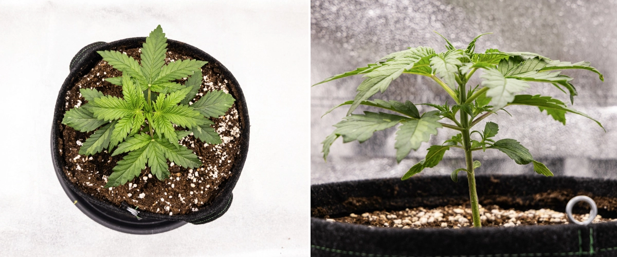 Grow report Royal Creamatic: tydzień 2, wzrost wegetatywny Roślina konopi Royal Creamatic w 2. tygodniu, pokazująca kompaktowy wzrost wegetatywny, zdrowe zielone liście, krótkie międzywęźla i podłoże bogate w perlit.