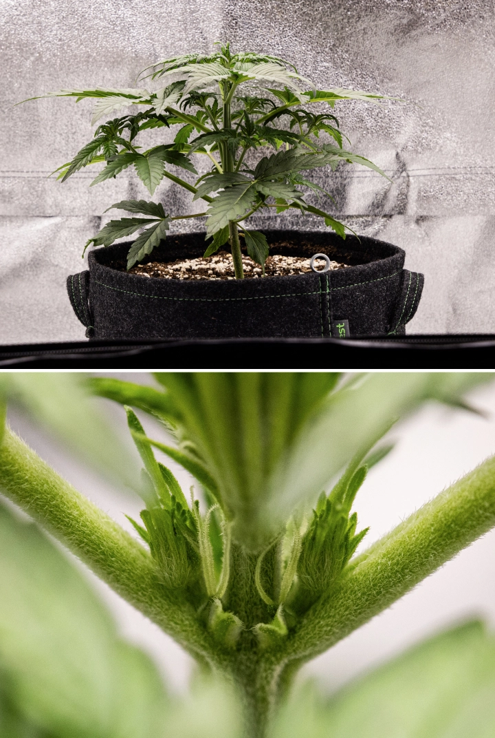 Grow report Royal Creamatic: tydzień 3, wzrost w fazie przedkwitnienia Roślina konopi Royal Creamatic w 3. tygodniu, pokazująca kompaktowy wzrost, zdrowe ulistnienie, widoczne przedkwiaty i mocną młodą łodygę.