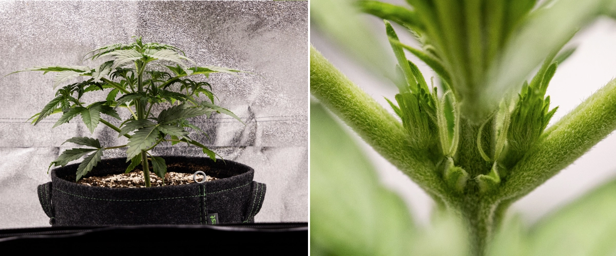 Grow report Royal Creamatic: tydzień 3, wzrost w fazie przedkwitnienia Roślina konopi Royal Creamatic w 3. tygodniu, pokazująca kompaktowy wzrost, zdrowe ulistnienie, widoczne przedkwiaty i mocną młodą łodygę.