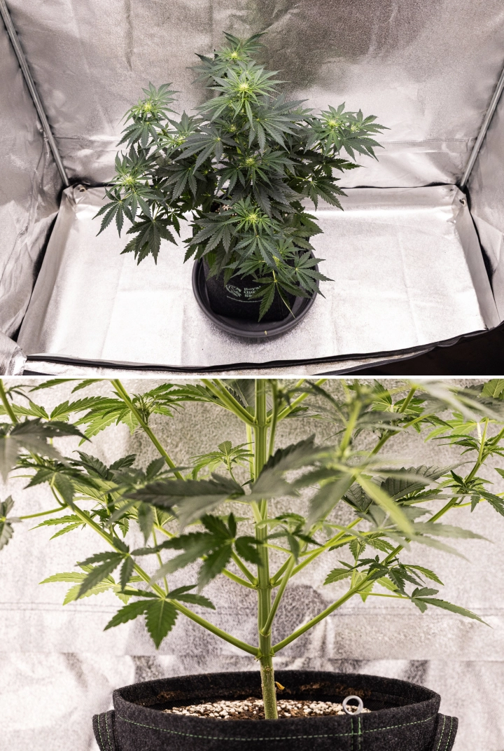 Grow report Royal Creamatic: tydzień 5, rozwój kwiatów Roślina konopi Royal Creamatic w 5. tygodniu, pokazująca rozwijające się topy, zdrowe zielone ulistnienie, mocne gałęzie i zrównoważoną strukturę kwitnienia.