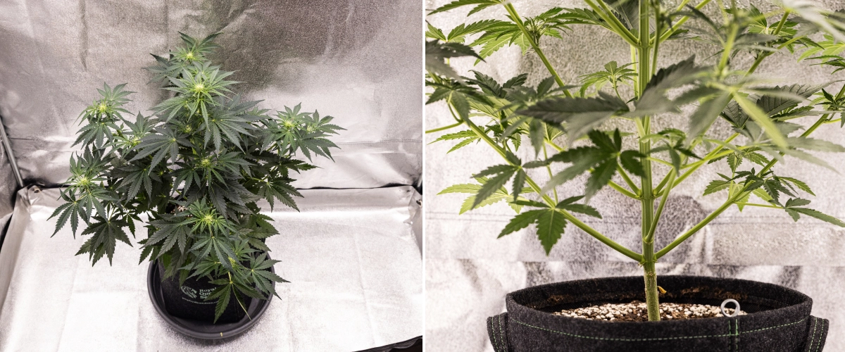 Grow report Royal Creamatic: tydzień 5, rozwój kwiatów Roślina konopi Royal Creamatic w 5. tygodniu, pokazująca rozwijające się topy, zdrowe zielone ulistnienie, mocne gałęzie i zrównoważoną strukturę kwitnienia.
