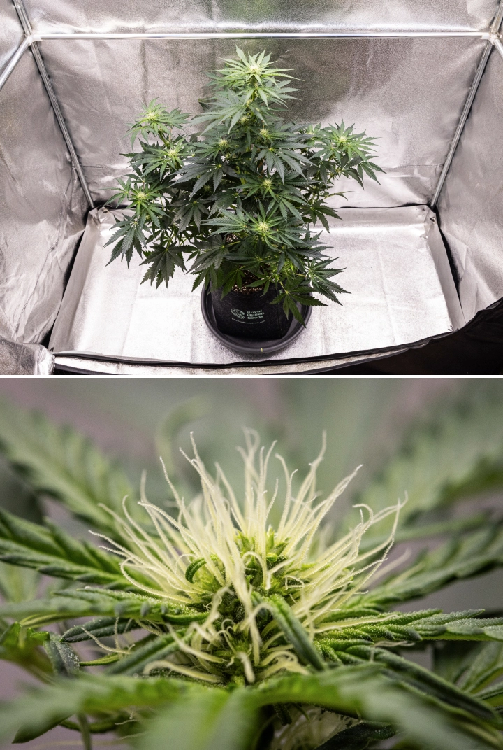Grow report Royal Creamatic: tydzień 6, produkcja żywicy Roślina konopi Royal Creamatic w 6. tygodniu, pokazująca żywiczne topy, białe słupki, zdrowe ulistnienie i wyraźną główną colę.