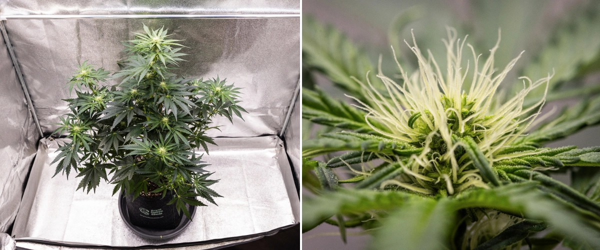 Grow report Royal Creamatic: tydzień 6, produkcja żywicy Roślina konopi Royal Creamatic w 6. tygodniu, pokazująca żywiczne topy, białe słupki, zdrowe ulistnienie i wyraźną główną colę.