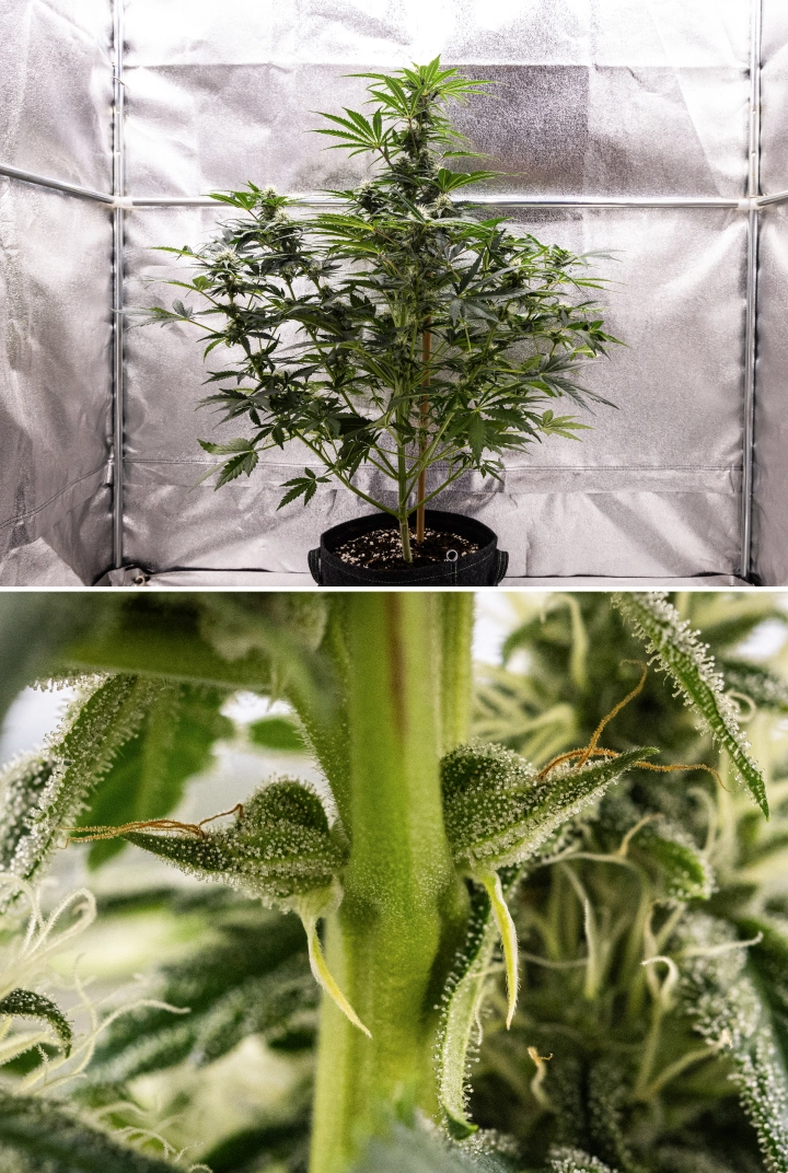 Grow report Royal Creamatic: tydzień 7, silna produkcja trichomów Roślina konopi Royal Creamatic w 7. tygodniu, pokazująca oszronione topy, obfitą warstwę trichomów, białe słupki i zdrowe zielone ulistnienie.