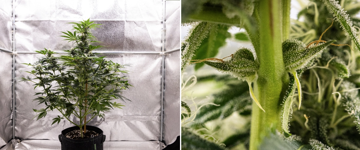 Grow report Royal Creamatic: tydzień 7, silna produkcja trichomów Roślina konopi Royal Creamatic w 7. tygodniu, pokazująca oszronione topy, obfitą warstwę trichomów, białe słupki i zdrowe zielone ulistnienie.