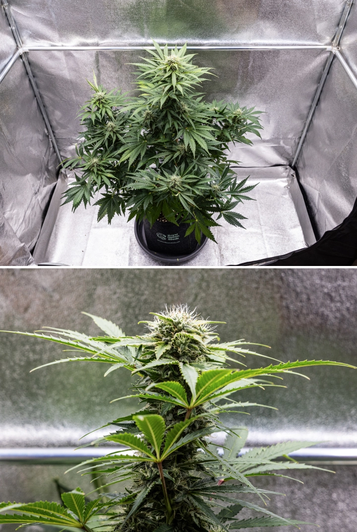 Grow report Royal Creamatic: tydzień 8, gęste lepkie topy Roślina konopi Royal Creamatic w 8. tygodniu, pokazująca gęste lepkie topy, oszronione trichomy, białe słupki i zdrowe zielone liście.